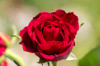 Freisteller_Rote_Rose.jpg