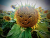 Manni_Freisteller_Lachende_Sonnenblume.jpg