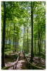 Marianne_Landschaft_Waldweg.jpg