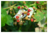 Dateiname=Obst_und_Gemuese_Marianne_Brombeeren_01.jpg
Dateigröße=665KB
Abmessungen: 1200x817
hinzugefügt am: 15. Juli 2026 Obst_und_Gemuese_Marianne_Brombeeren_01.jpg