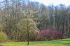 Perla_Alles_im_Park_Baeume.jpg