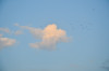 Perla_Am_Himmel_Voegel.jpg