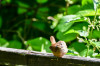Dateiname=Perla_Freisteller_Jungvogel-Zaunkoenig.jpg
Dateigröße=722KB
Abmessungen: 1200x800
hinzugefügt am: 30. Juli 2025 Perla_Freisteller_Jungvogel-Zaunkoenig.jpg