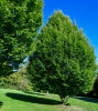 Dateiname=Perla_Schatten_Baeume.jpg
Dateigröße=1181KB
Abmessungen: 800x891
hinzugefügt am: 04. Oktober 2026 Perla_Schatten_Baeume.jpg