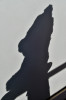 Dateiname=Perla_Schatten_Teddy.jpg
Dateigröße=352KB
Abmessungen: 800x1200
hinzugefügt am: 14. Oktober 2026 Perla_Schatten_Teddy.jpg