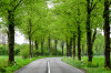 Perla__Landschaften_Allee.jpg