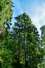 Dateiname=RR_Baeume_Auf_in_den_Wald.jpg
Dateigröße=1446KB
Abmessungen: 800x1200
hinzugefügt am: 02. Oktober 2026 RR_Baeume_Auf_in_den_Wald.jpg