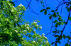 Dateiname=RR_Baum_Esche.jpg
Dateigröße=381KB
Abmessungen: 1200x800
hinzugefügt am: 15. Juni 2026 RR_Baum_Esche.jpg