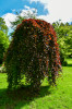Dateiname=RR_Baum_Rot.jpg
Dateigröße=1388KB
Abmessungen: 800x1200
hinzugefügt am: 25. Mai 2026 RR_Baum_Rot.jpg