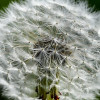 Dateiname=RR_Blume_Nahaufnahme_Pusteblume.jpg
Dateigröße=2125KB
Abmessungen: 1800x1800
hinzugefügt am: 11. Juli 2026 RR_Blume_Nahaufnahme_Pusteblume.jpg