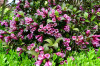 RR_Blume_Weigelie.jpg