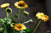 RR_Blumen_Blueten_in_gelb.jpg