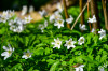 Dateiname=RR_Blumen_Buschwindroeschen.jpg
Dateigröße=736KB
Abmessungen: 1200x800
hinzugefügt am: 05. April 2025 RR_Blumen_Buschwindroeschen.jpg
