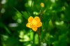 RR_Blumen_Butterblume.jpg