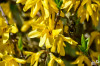Dateiname=RR_Blumen_Forsythie.jpg
Dateigröße=675KB
Abmessungen: 1200x800
hinzugefügt am: 03. April 2025 RR_Blumen_Forsythie.jpg