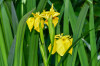 Dateiname=RR_Blumen_Gelbe_Sumpf-Schwertlilien.jpg
Dateigröße=695KB
Abmessungen: 1200x800
hinzugefügt am: 19. Juni 2025 RR_Blumen_Gelbe_Sumpf-Schwertlilien.jpg