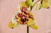 Dateiname=RR_Blumen_Hybriden.jpg
Dateigröße=553KB
Abmessungen: 1200x800
hinzugefügt am: 06. März 2025 RR_Blumen_Hybriden.jpg