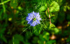Dateiname=RR_Blumen_Jungfer_im_Gruenen.jpg
Dateigröße=619KB
Abmessungen: 1200x776
hinzugefügt am: 19. Juni 2025 RR_Blumen_Jungfer_im_Gruenen.jpg