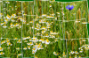 Dateiname=RR_Blumen_Kamille.jpg
Dateigröße=1017KB
Abmessungen: 1200x800
hinzugefügt am: 03. Juni 2025 RR_Blumen_Kamille.jpg