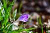 Dateiname=RR_Blumen_Krokus.jpg
Dateigröße=624KB
Abmessungen: 1200x800
hinzugefügt am: 06. März 2025 RR_Blumen_Krokus.jpg