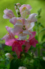 Dateiname=RR_Blumen_Loewenmaeulchen.jpg
Dateigröße=511KB
Abmessungen: 800x1200
hinzugefügt am: 25. Mai 2025 RR_Blumen_Loewenmaeulchen.jpg