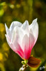Dateiname=RR_Blumen_Magnolie.jpg
Dateigröße=704KB
Abmessungen: 800x1200
hinzugefügt am: 02. April 2025 RR_Blumen_Magnolie.jpg