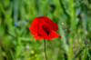 Dateiname=RR_Blumen_Mohn.jpg
Dateigröße=473KB
Abmessungen: 1200x800
hinzugefügt am: 15. Mai 2025 RR_Blumen_Mohn.jpg
