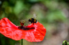Dateiname=RR_Blumen_Mohn~0.jpg
Dateigröße=567KB
Abmessungen: 1200x800
hinzugefügt am: 05. Juni 2025 RR_Blumen_Mohn~0.jpg