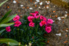 RR_Blumen_Nelken.jpg