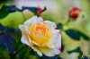 RR_Blumen_Okroberrose.jpg