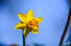 Dateiname=RR_Blumen_Osterglocke.jpg
Dateigröße=392KB
Abmessungen: 1200x800
hinzugefügt am: 14. März 2025 RR_Blumen_Osterglocke.jpg