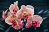 RR_Blumen_Phalaenopsis.jpg
