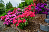 Dateiname=RR_Blumen_Rhododendron~0.jpg
Dateigröße=1409KB
Abmessungen: 1200x800
hinzugefügt am: 25. Mai 2026 RR_Blumen_Rhododendron~0.jpg