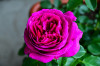 Dateiname=RR_Blumen_Rosenbluete.jpg
Dateigröße=686KB
Abmessungen: 1200x800
hinzugefügt am: 12. Juni 2025 RR_Blumen_Rosenbluete.jpg