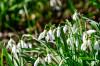 Dateiname=RR_Blumen_Schneegloeckchen.jpg
Dateigröße=717KB
Abmessungen: 1200x800
hinzugefügt am: 11. März 2025 RR_Blumen_Schneegloeckchen.jpg