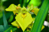 Dateiname=RR_Blumen_Sumpf-Schwertlilie.jpg
Dateigröße=584KB
Abmessungen: 1200x800
hinzugefügt am: 16. Juni 2025 RR_Blumen_Sumpf-Schwertlilie.jpg