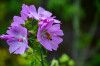 Dateiname=RR_Blumen_Tiere.jpg
Dateigröße=608KB
Abmessungen: 1200x800
hinzugefügt am: 29. Juni 2025 RR_Blumen_Tiere.jpg