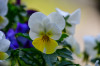 RR_Blumen_Veilchen_gelb_weiss.jpg