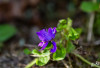 Dateiname=RR_Blumen_Wald-Veilchen.jpg
Dateigröße=487KB
Abmessungen: 1200x827
hinzugefügt am: 21. März 2025 RR_Blumen_Wald-Veilchen.jpg