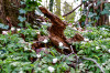 Dateiname=RR_Blumen_Wald.jpg
Dateigröße=1056KB
Abmessungen: 1200x800
hinzugefügt am: 04. April 2025 RR_Blumen_Wald.jpg
