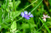 Dateiname=RR_Blumen_Wegwarte_u__Grossstirnschwebfliege.jpg
Dateigröße=544KB
Abmessungen: 1200x800
hinzugefügt am: 12. August 2026 RR_Blumen_Wegwarte_u__Grossstirnschwebfliege.jpg