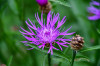 RR_Blumen_Wiesenflockenblume.jpg