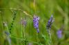 Dateiname=RR_Blumen_Wildeblueten.jpg
Dateigröße=442KB
Abmessungen: 1200x795
hinzugefügt am: 08. Juli 2026 RR_Blumen_Wildeblueten.jpg