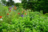 Dateiname=RR_Blumen_Wildpflanzen.jpg
Dateigröße=1303KB
Abmessungen: 1200x800
hinzugefügt am: 29. Juni 2025 RR_Blumen_Wildpflanzen.jpg