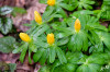 Dateiname=RR_Blumen_Winterlinge.jpg
Dateigröße=816KB
Abmessungen: 1200x800
hinzugefügt am: 08. März 2025 RR_Blumen_Winterlinge.jpg
