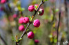 Dateiname=RR_Blumen_Zieraepfel.jpg
Dateigröße=574KB
Abmessungen: 1200x800
hinzugefügt am: 04. April 2025 RR_Blumen_Zieraepfel.jpg