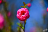 Dateiname=RR_Blumen_Zierapfel.jpg
Dateigröße=526KB
Abmessungen: 1200x800
hinzugefügt am: 05. April 2025 RR_Blumen_Zierapfel.jpg