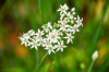 Dateiname=RR_Kraeuter_Schnittknoblauch.jpg
Dateigröße=678KB
Abmessungen: 1200x800
hinzugefügt am: 04. September 2026 RR_Kraeuter_Schnittknoblauch.jpg