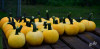 Dateiname=RR_Kuerbisse_Gelb.jpg
Dateigröße=470KB
Abmessungen: 1200x591
hinzugefügt am: 16. September 2026 RR_Kuerbisse_Gelb.jpg