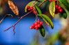 RR_Natur_Cotoneaster.jpg